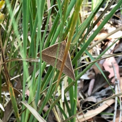 Epidesmia hypenaria (Long-nosed Epidesmia) at Aranda, ACT - 30 Dec 2021 by KMcCue