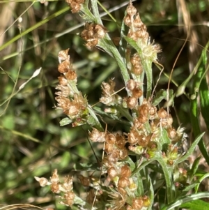 Gamochaeta purpurea at Griffith, ACT - 31 Dec 2021