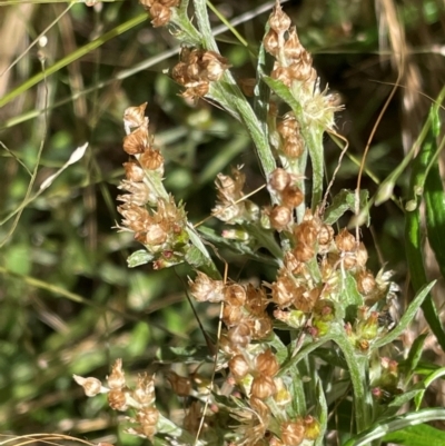 Gamochaeta purpurea (Purple Cudweed) at Griffith, ACT - 31 Dec 2021 by AlexKirk