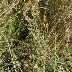 Gamochaeta purpurea at Griffith, ACT - 31 Dec 2021