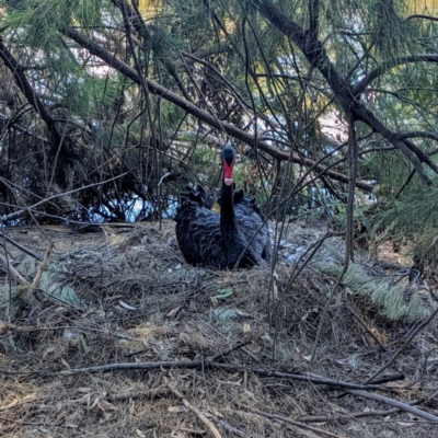 Cygnus atratus (Black Swan) at Lake Tuggeranong - 31 Dec 2021 by HelenCross