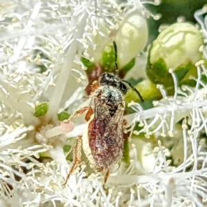 Lasioglossum (Homalictus) punctatum at Kambah, ACT - 31 Dec 2021 01:36 PM