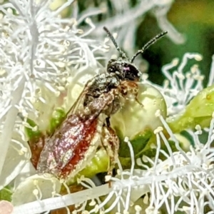 Lasioglossum (Homalictus) punctatum at Kambah, ACT - 31 Dec 2021 01:36 PM