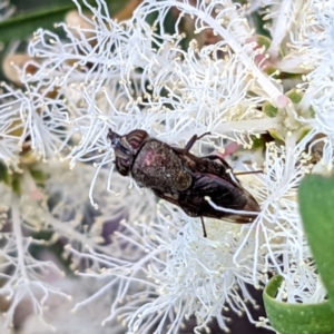 Stomorhina sp. (genus) at Kambah, ACT - 31 Dec 2021