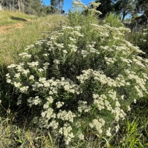 Cassinia longifolia at Griffith, ACT - 31 Dec 2021 02:47 PM