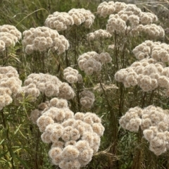 Cassinia longifolia at Griffith, ACT - 31 Dec 2021