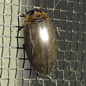 Rhantus suturalis at Numeralla, NSW - suppressed