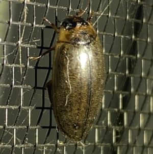 Rhantus suturalis at Numeralla, NSW - suppressed