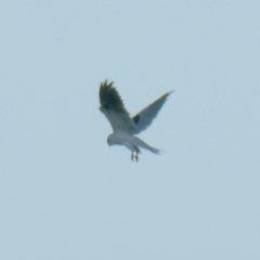 Elanus axillaris (Black-shouldered Kite) at Googong, NSW - 30 Dec 2021 by Wandiyali