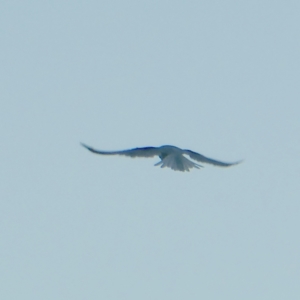 Elanus axillaris at Googong, NSW - 30 Dec 2021