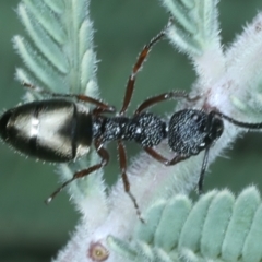 Dolichoderus scabridus (Dolly ant) at Tennent, ACT - 29 Dec 2021 by jb2602