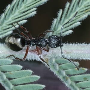 Dolichoderus scabridus at Tennent, ACT - 29 Dec 2021