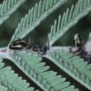 Dolichoderus scabridus at Tennent, ACT - 29 Dec 2021