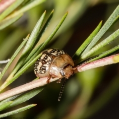Paropsis pictipennis (Tea-tree button beetle) at Uriarra Recreation Reserve - 31 Dec 2021 by Roger