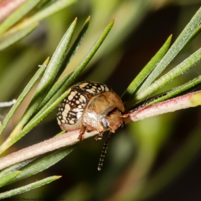 Paropsis pictipennis (Tea-tree button beetle) at Stromlo, ACT - 30 Dec 2021 by Roger