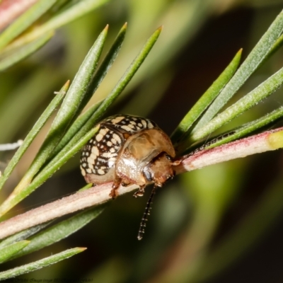 Paropsis pictipennis (Tea-tree button beetle) at Uriarra Recreation Reserve - 31 Dec 2021 by Roger