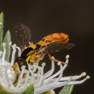 Sphaerophoria macrogaster at Stromlo, ACT - 31 Dec 2021