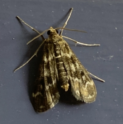 Hygraula nitens (Pond Moth) at Numeralla, NSW - 30 Dec 2021 by SteveBorkowskis