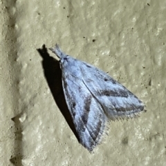 Nola paromoea (Divided Tuft-moth) at Numeralla, NSW - 30 Dec 2021 by SteveBorkowskis