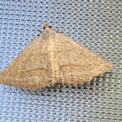 Taxeotis endela (Looper or geometer moth) at Numeralla, NSW - 31 Dec 2021 by SteveBorkowskis