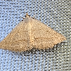 Taxeotis endela (Looper or geometer moth) at Numeralla, NSW - 30 Dec 2021 by Steve_Bok