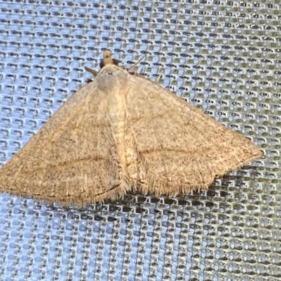 Taxeotis endela (Looper or geometer moth) at Numeralla, NSW - 31 Dec 2021 by SteveBorkowskis
