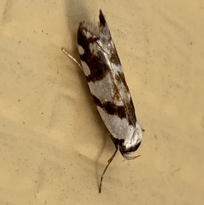Oxythecta alternella (A Concealer moth) at Numeralla, NSW - 31 Dec 2021 by SteveBorkowskis