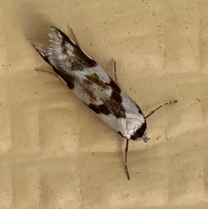 Oxythecta alternella at Numeralla, NSW - 31 Dec 2021