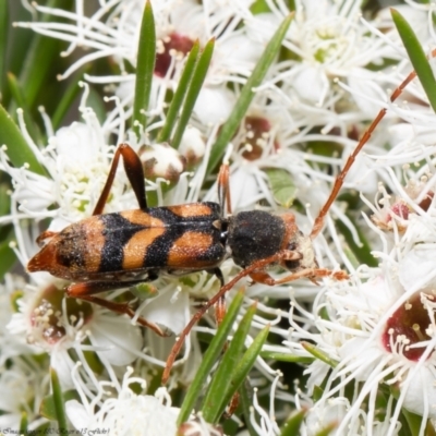 Aridaeus thoracicus (Tiger Longicorn Beetle) at Stromlo, ACT - 31 Dec 2021 by Roger