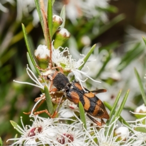 Aridaeus thoracicus at Stromlo, ACT - 31 Dec 2021