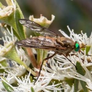 Ectenopsis sp. at Stromlo, ACT - 31 Dec 2021