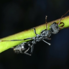 Myrmecia pyriformis (A Bull ant) at Tennent, ACT - 29 Dec 2021 by jb2602