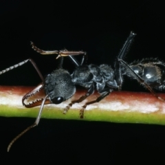 Myrmecia pyriformis at Tennent, ACT - 29 Dec 2021 12:32 PM