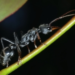 Myrmecia pyriformis at Tennent, ACT - 29 Dec 2021