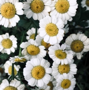 Tanacetum parthenium at Bruce, ACT - 31 Dec 2021