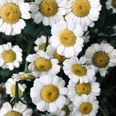 Tanacetum parthenium (Feverfew) at Bruce, ACT - 31 Dec 2021 by RWPurdie