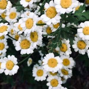 Tanacetum parthenium at Bruce, ACT - 31 Dec 2021 03:28 PM