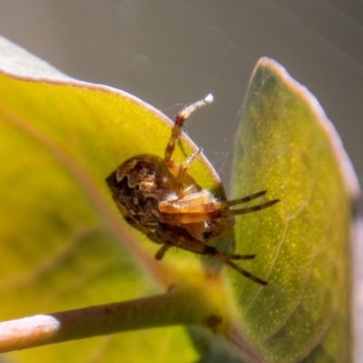 Araneus hamiltoni (Hamilton's Orb Weaver) at Tennent, ACT - 29 Dec 2021 by SWishart