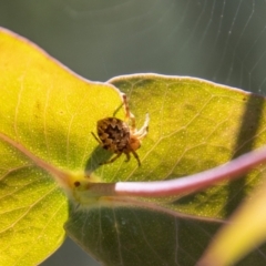 Araneus hamiltoni at Tennent, ACT - 29 Dec 2021 11:31 AM