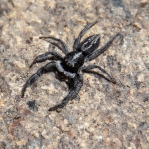 Ocrisiona leucocomis at Tennent, ACT - 29 Dec 2021