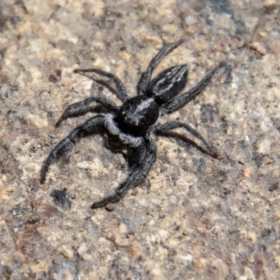 Ocrisiona leucocomis (White-flecked Crevice-dweller) at Tennent, ACT - 29 Dec 2021 by SWishart