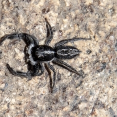 Ocrisiona leucocomis at Tennent, ACT - 29 Dec 2021