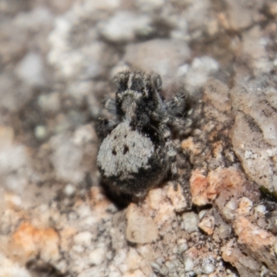 Euophryinae sp.(Undescribed) (subfamily) (A jumping spider) at Tennent, ACT - 29 Dec 2021 by SWishart