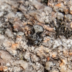 Euophryinae sp.(Undescribed) (subfamily) at Tennent, ACT - 29 Dec 2021 10:28 AM