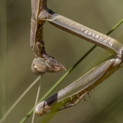 Tenodera australasiae (Purple-winged mantid) at Stromlo, ACT - 21 Dec 2021 by trevsci