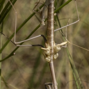 Tenodera australasiae at Stromlo, ACT - 21 Dec 2021 10:33 AM