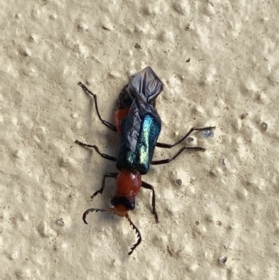 Melyridae (family) (Soft-winged flower beetle) at Numeralla, NSW - 31 Dec 2021 by Steve_Bok