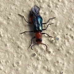 Melyridae (family) at Numeralla, NSW - suppressed