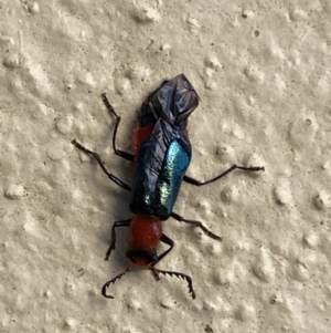 Melyridae (family) at Numeralla, NSW - suppressed