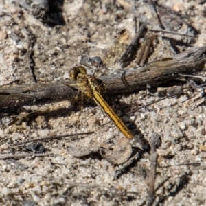 Diplacodes haematodes at Tennent, ACT - 29 Dec 2021